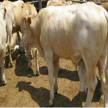 嘉旺 夏洛莱牛价 利木赞牛 活体夏洛莱牛-阿里巴巴