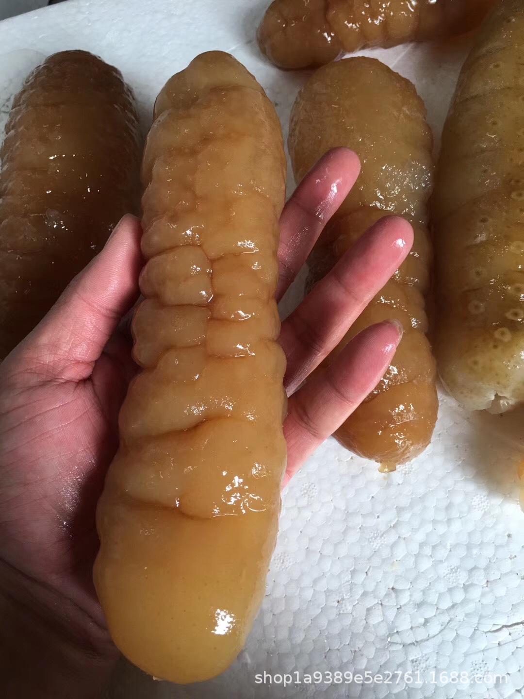 所罗门猪仔黄参 黄玉参黄肉参 涨发率高产地直销批发野生淡干海参