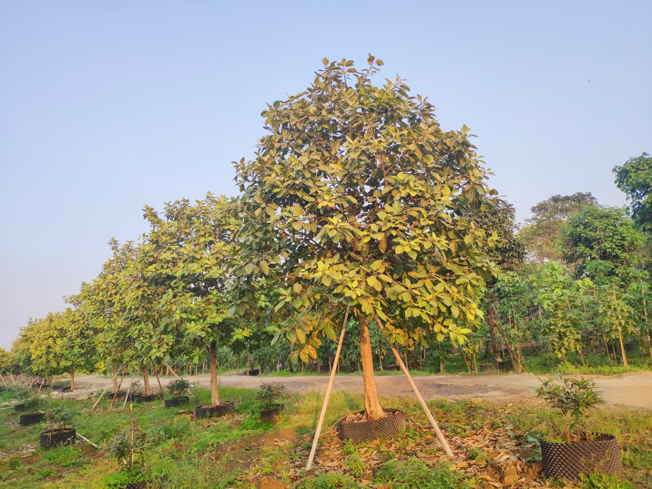 供应富贵榕1316cm假植苗花叶高山榕彩叶榕树