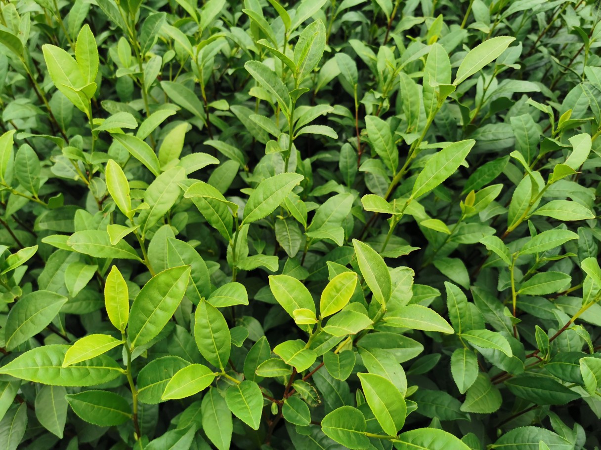 供应茶树苗:龙井系,中茶108.极白系列