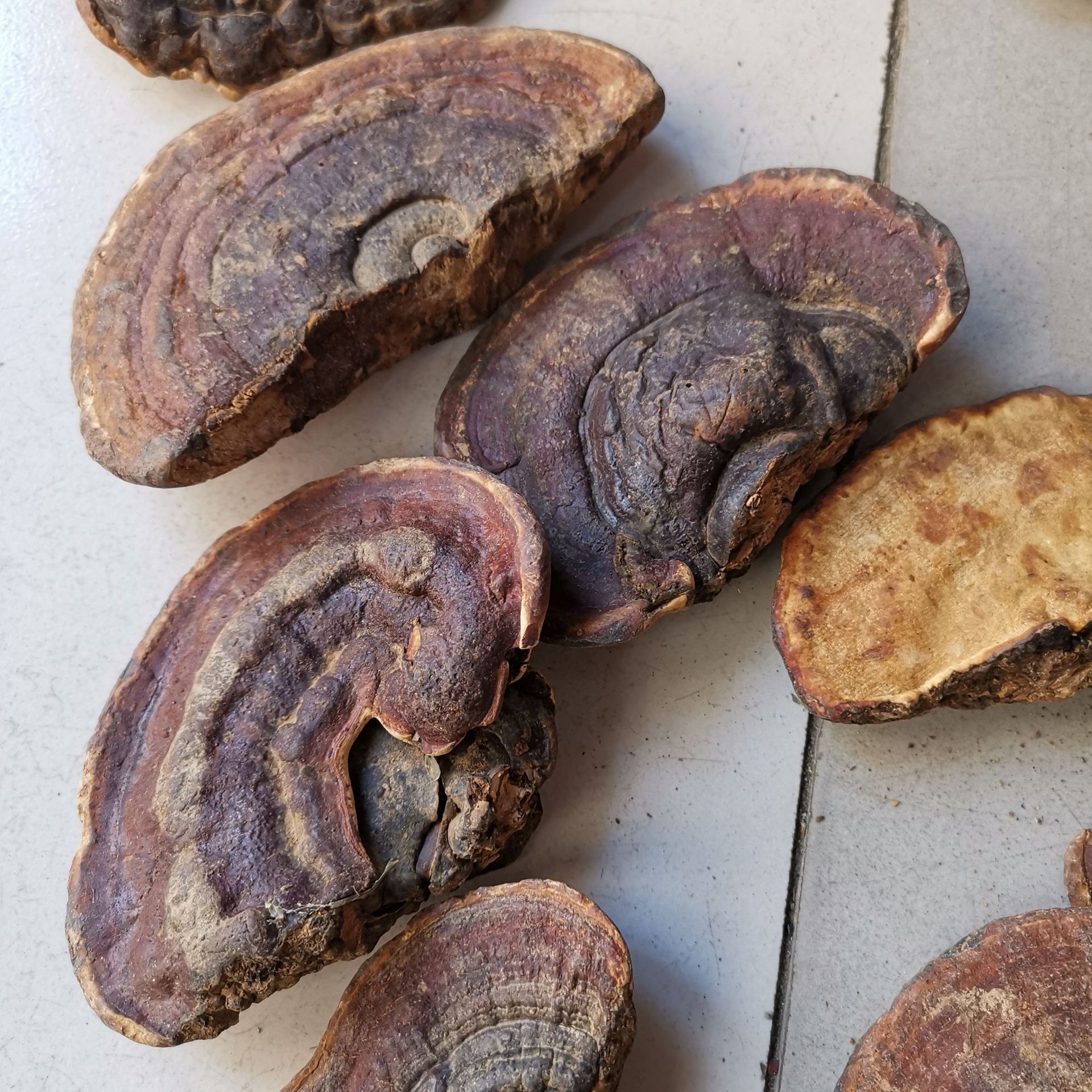 中药材无柄赤芝无柄赤灵芝云南赤灵芝扁灵芝500克一件