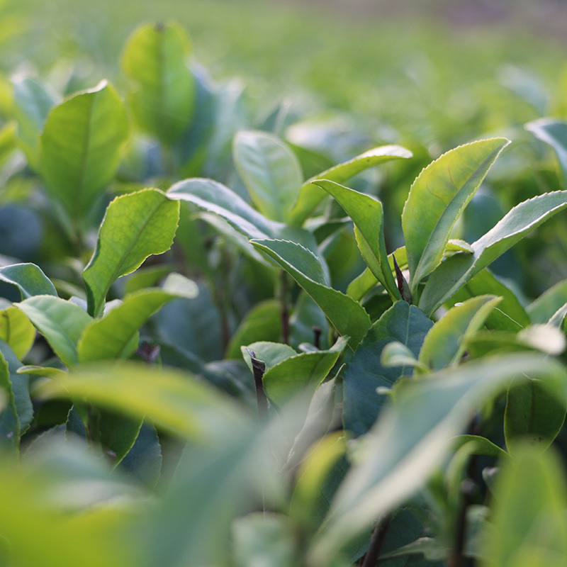 大红袍茶苗茶树苗乌龙茶冬插福建基地货源长期全国批发