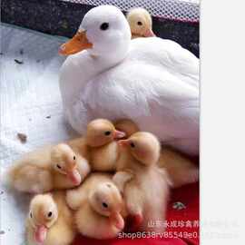 柯尔鸭苗活体价格 哪里有卖柯尔鸭种蛋的 柯尔鸭网红鸭的养殖前景
