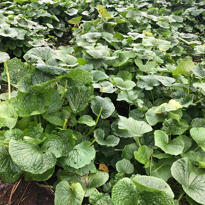 山葵新鲜山葵1000g煲汤食材味辛冲芥末辣根云南新鲜山葵批发