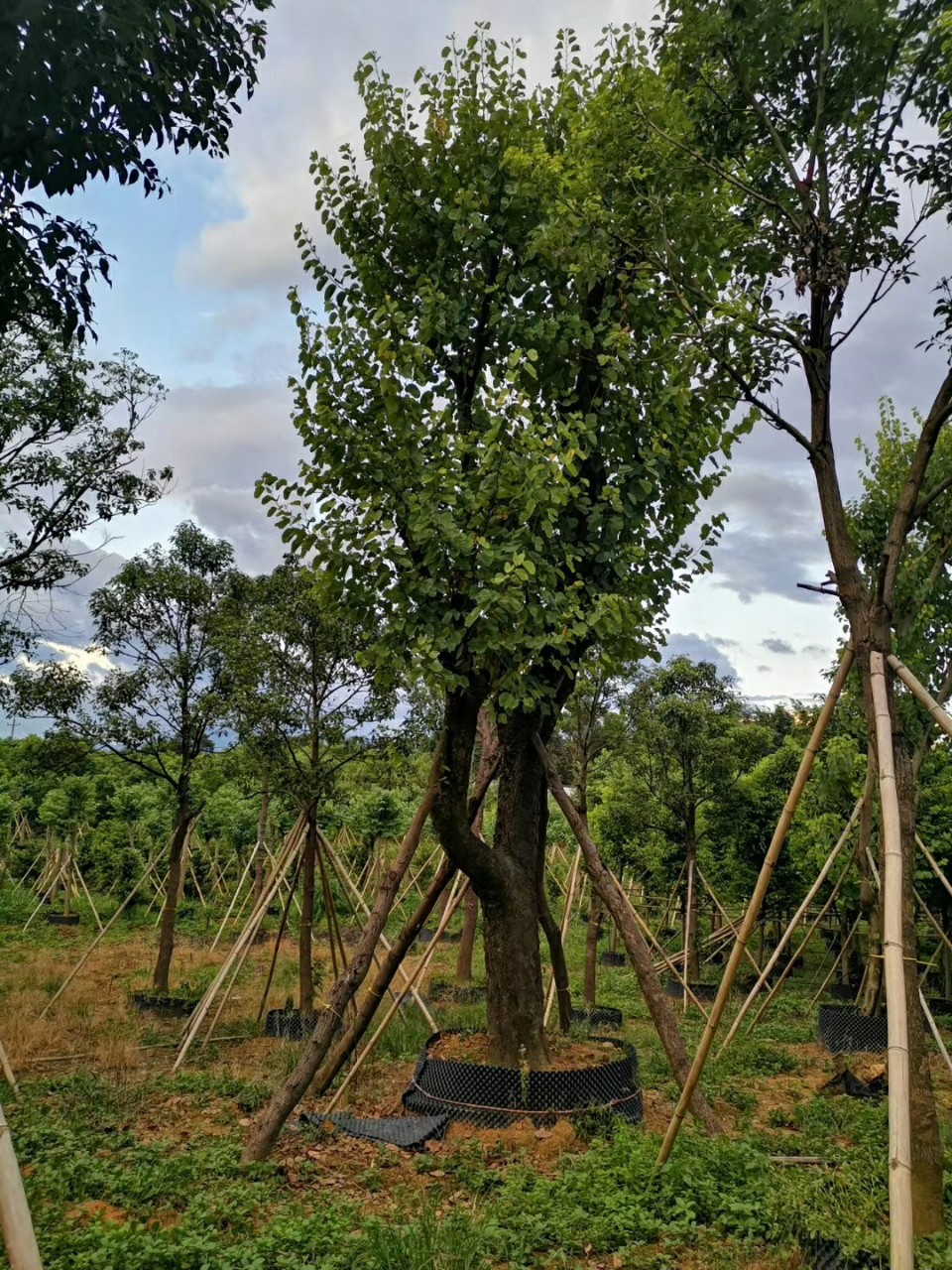908供应宫粉紫荆3055cm大树假植苗洋紫荆宫粉羊蹄甲