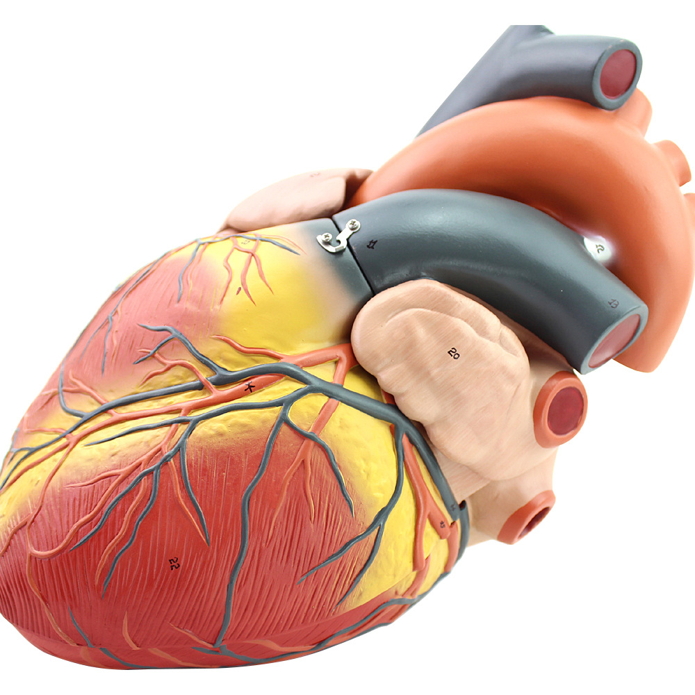 海医豪华版专业放大人体心脏模型b超彩超声医学用心内科心脏解剖