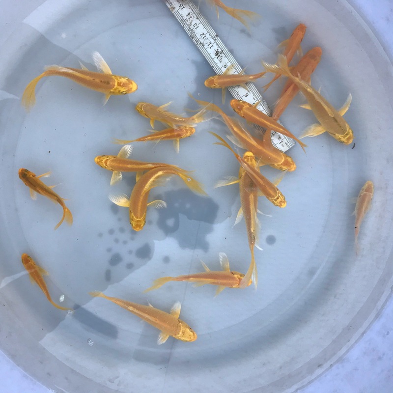 锦鲤鱼大正三色红白锦鲤按斤称红草金饲料鱼观赏鱼活体鱼苗喂奶鱼