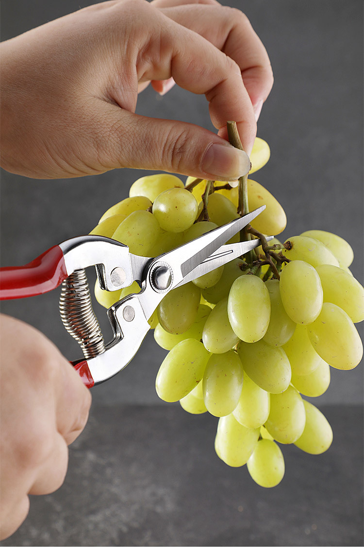 新款不锈钢园林剪刀 葡萄剪 果园摘果稀果剪盆景修枝园艺剪现货