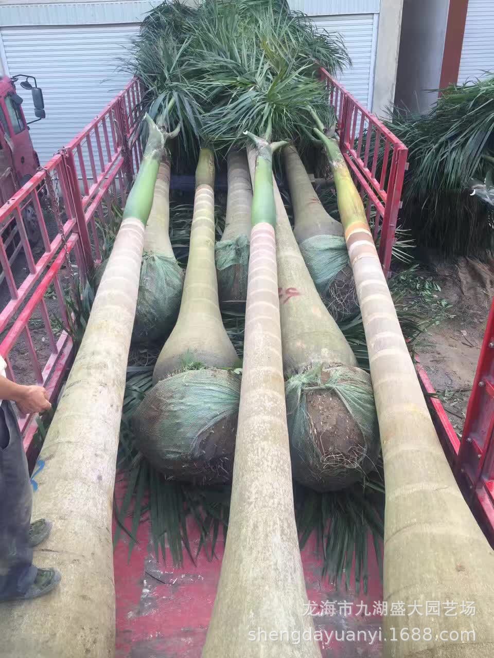 湖南大王椰子树批发 精品大王椰报价 广西大王棕批发大王棕价格