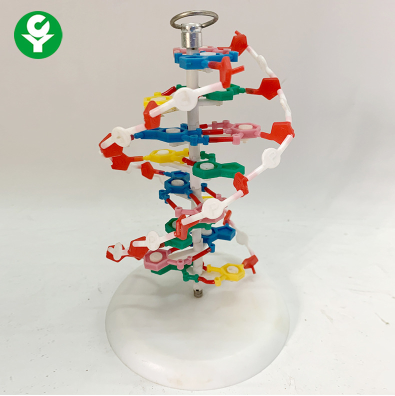 高中dna双螺旋结构模型分子结构模型20cm小号带底座碱基对遗传基