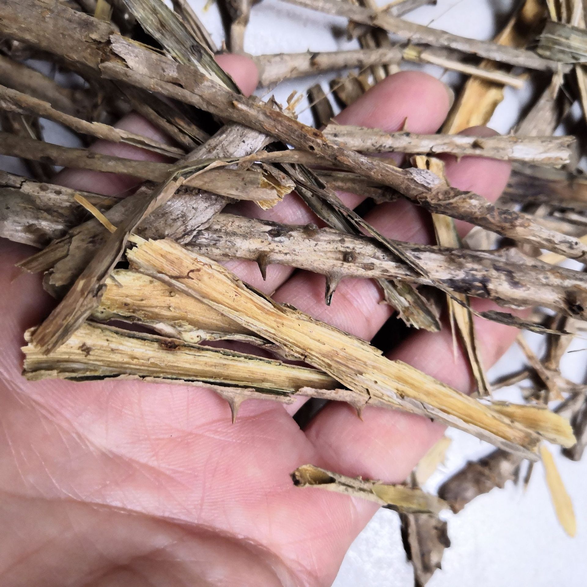 野生鸟不宿中药材批发鸟不宿鸟不企楤木批发零售价格从优