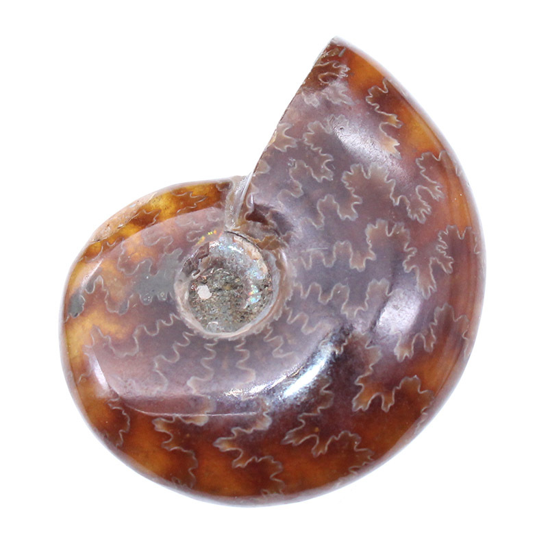 天然玉化螺海螺马达加斯加螺化石窦唯螺 海螺玉化螺