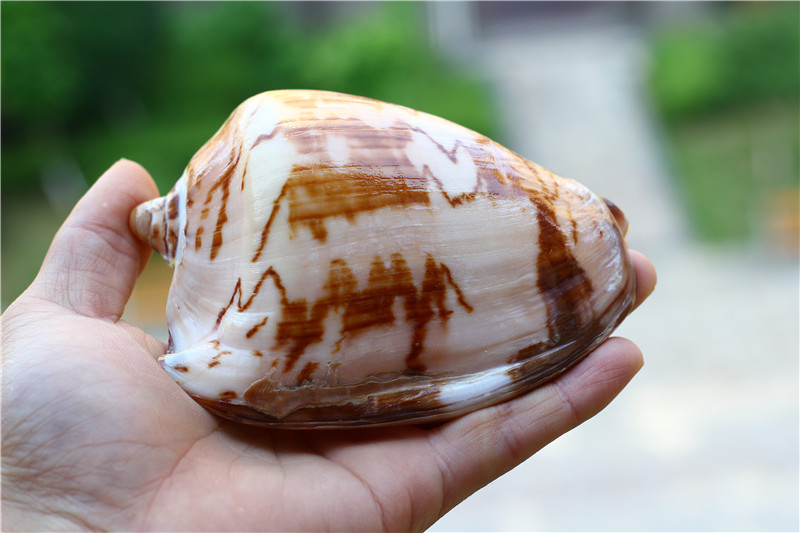 包邮超大海螺贝壳山水螺风景螺 地中海家居摆件鱼缸水族造景装饰