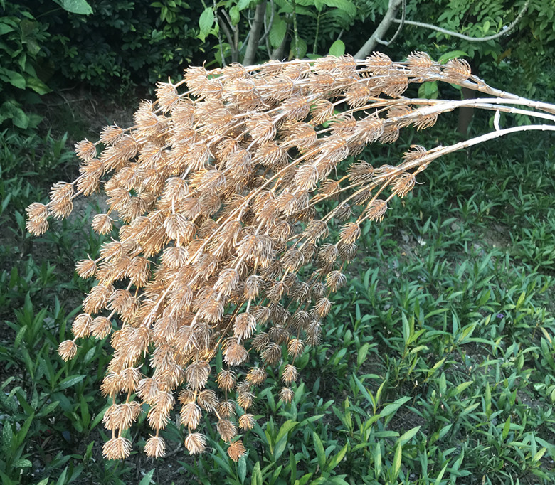 婚庆花艺中式牡丹仿真t台舞台布置装饰吊顶花金银系列凤尾情人果