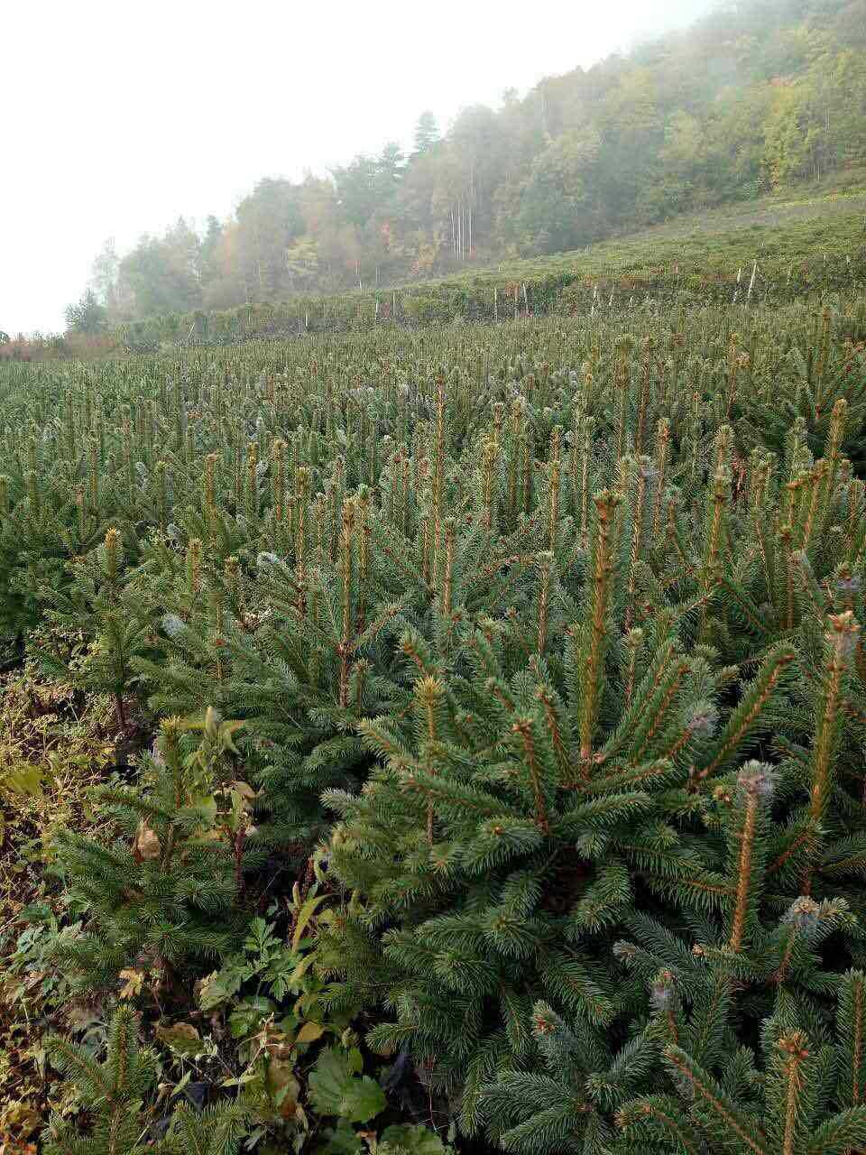 出售青仟,云杉70一100cm容器苗,裸根苗