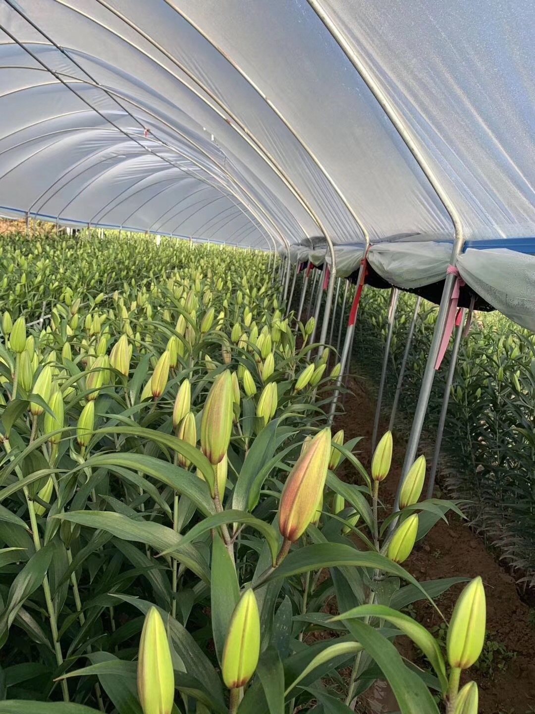 [罗宾娜粉百合]大花苞 深粉色香水百合鲜切花 昆明基地批发装饰