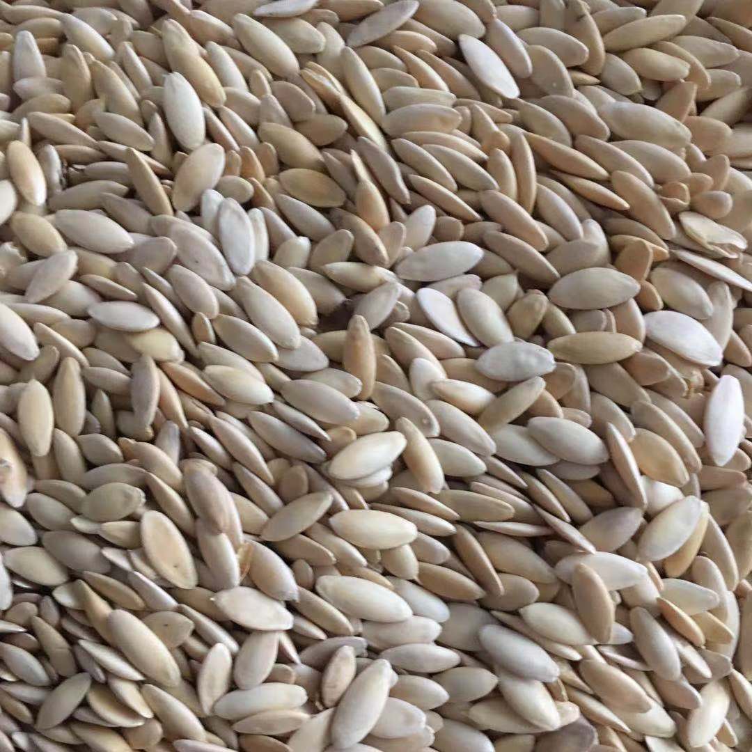 厂家批发生熟黄瓜籽低温烘焙熟菜籽 熟黄瓜籽 一件代发纯黄瓜籽