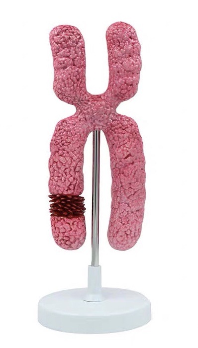 x染色体模型减数分裂中学生物教学实验教具医学细胞器亚显微结构