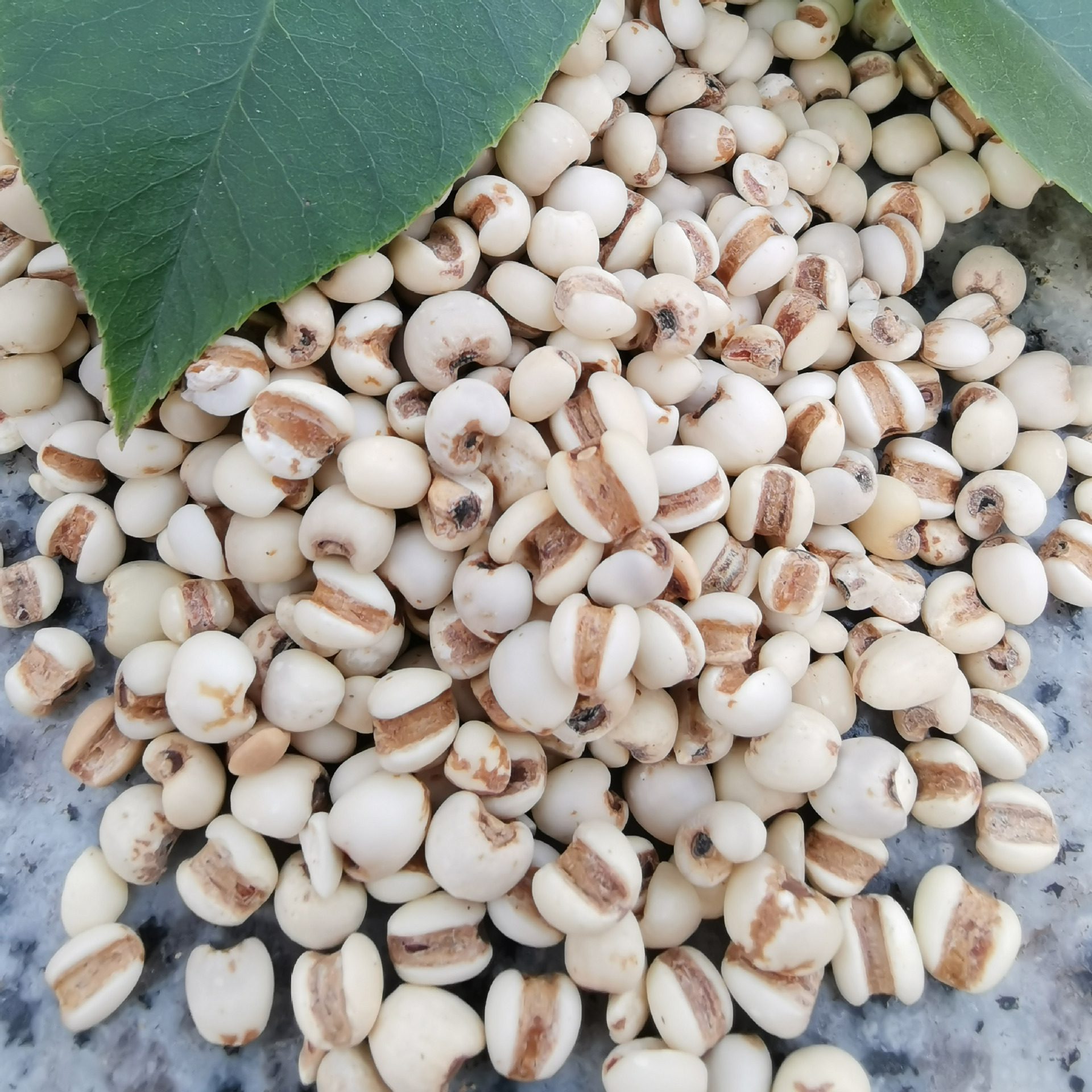 熟小薏米低温烘焙熟五谷杂粮 豆浆磨坊 磨粉现磨原料销售供应批