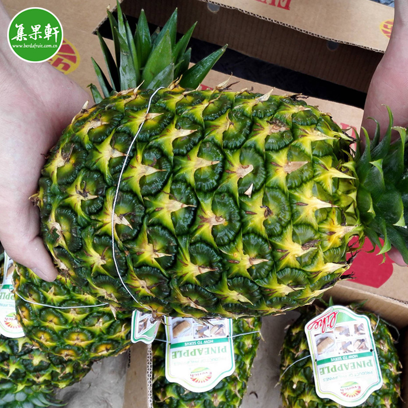 整板起批】20斤菲律宾ev凤梨菠萝批发市场一手货源 全年供应