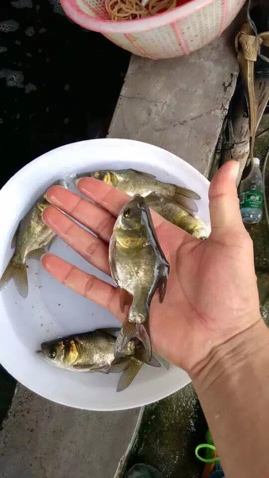 缩骨大头鱼苗 鳙鱼鱼苗 鱼苗批发 价格低