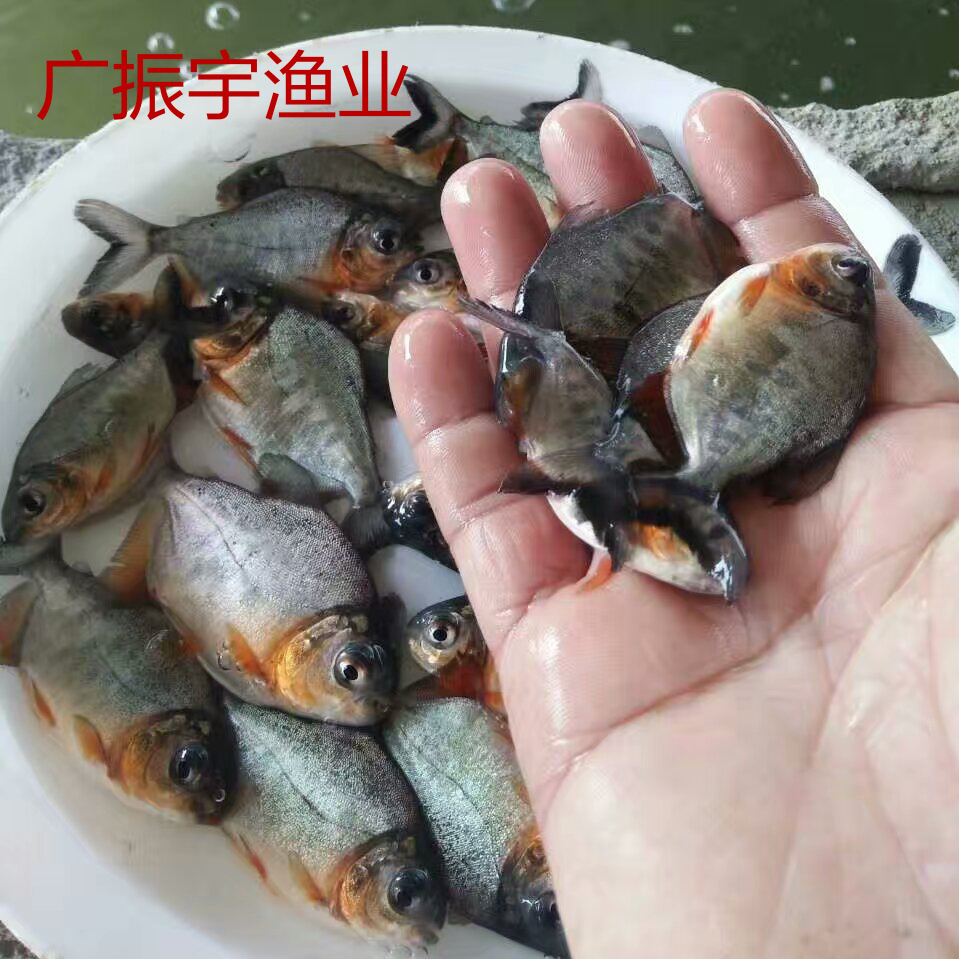 鱼苗批发淡水白鲳鱼苗批发鲳鱼苗鱼类养殖鱼苗供应