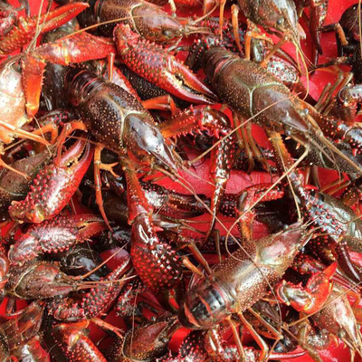 现货批发 2019淡水小龙虾 鲜活龙虾 潜江小龙虾 湖北小龙虾