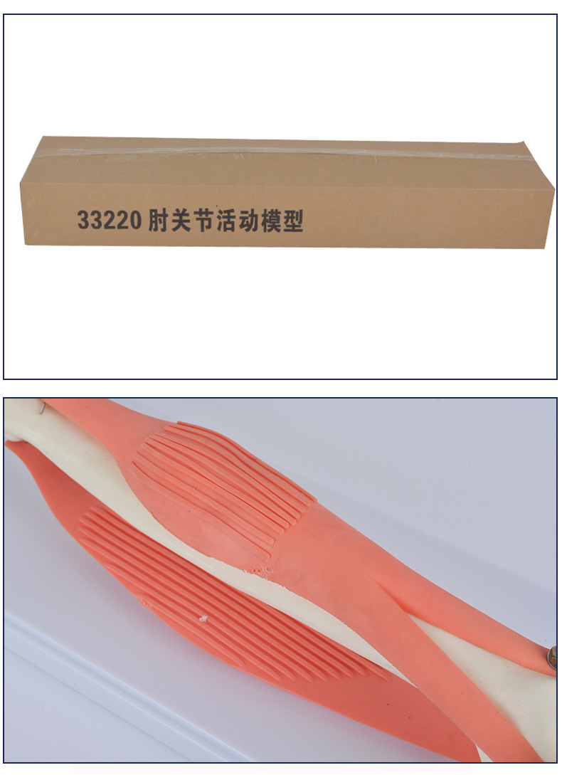 肘关节活动模型33220 初中生物实验器材 手臂活动模型组装材料