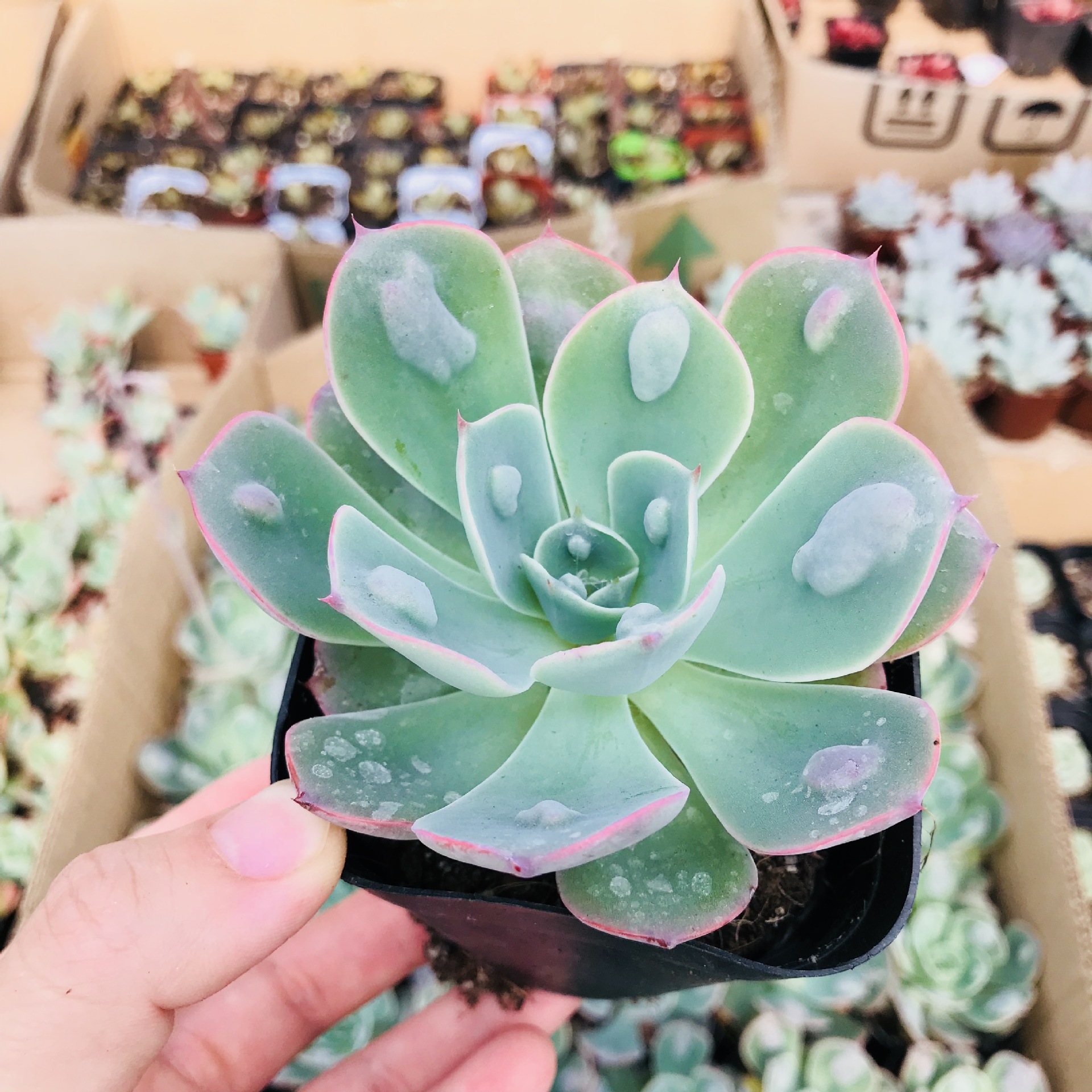 雨滴多肉之后 办公室阳台贵货萌肉 四季养新款雨滴带瘤多肉销售