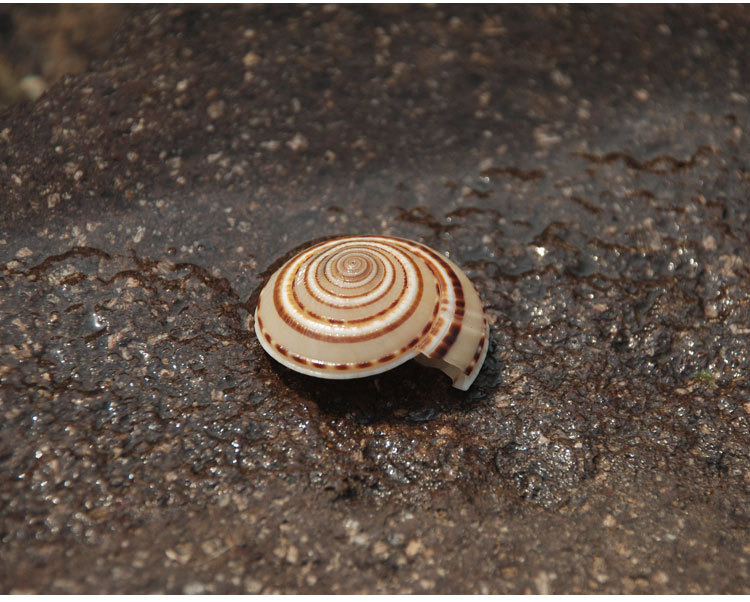 车轮螺 天然海螺贝壳 装饰鱼缸造景贝壳 鲜花资材(2-3.5cm)塔型