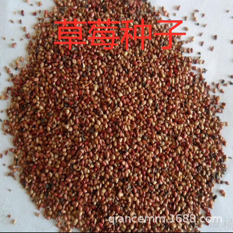 当年结果草莓种子