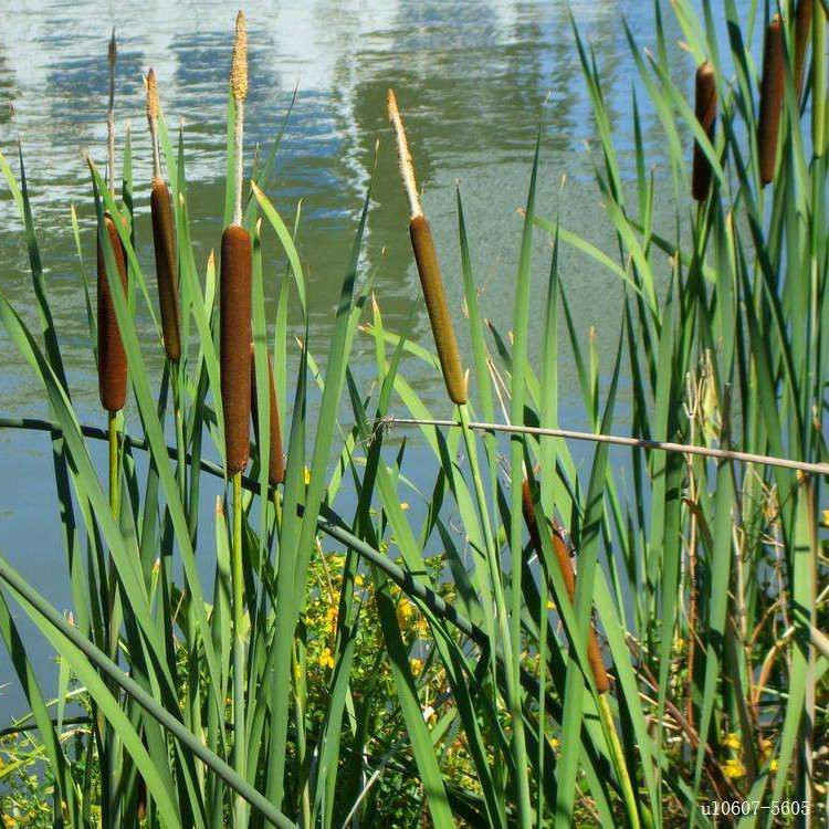 基地批发大小香蒲 水烛 挺水植物 净化水质 水体绿化