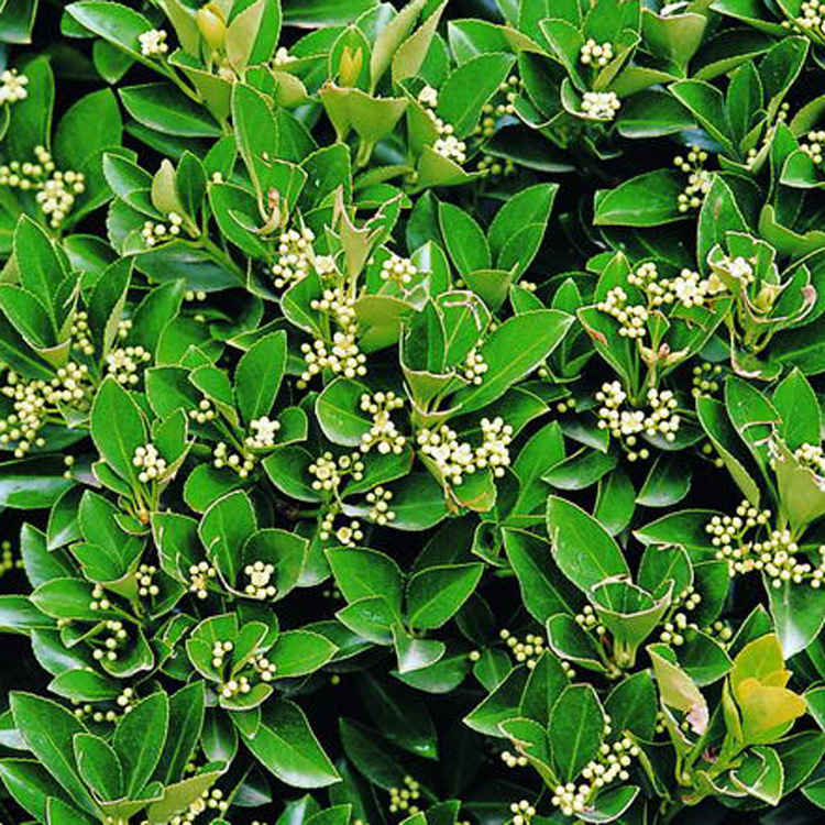 大量供应大叶黄杨花 金边黄杨花 冬青花 绿篱 四季常青绿化小花