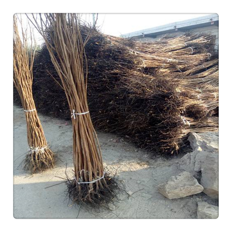 批发果树苗柿子苗柿子树苗基地 货源充足