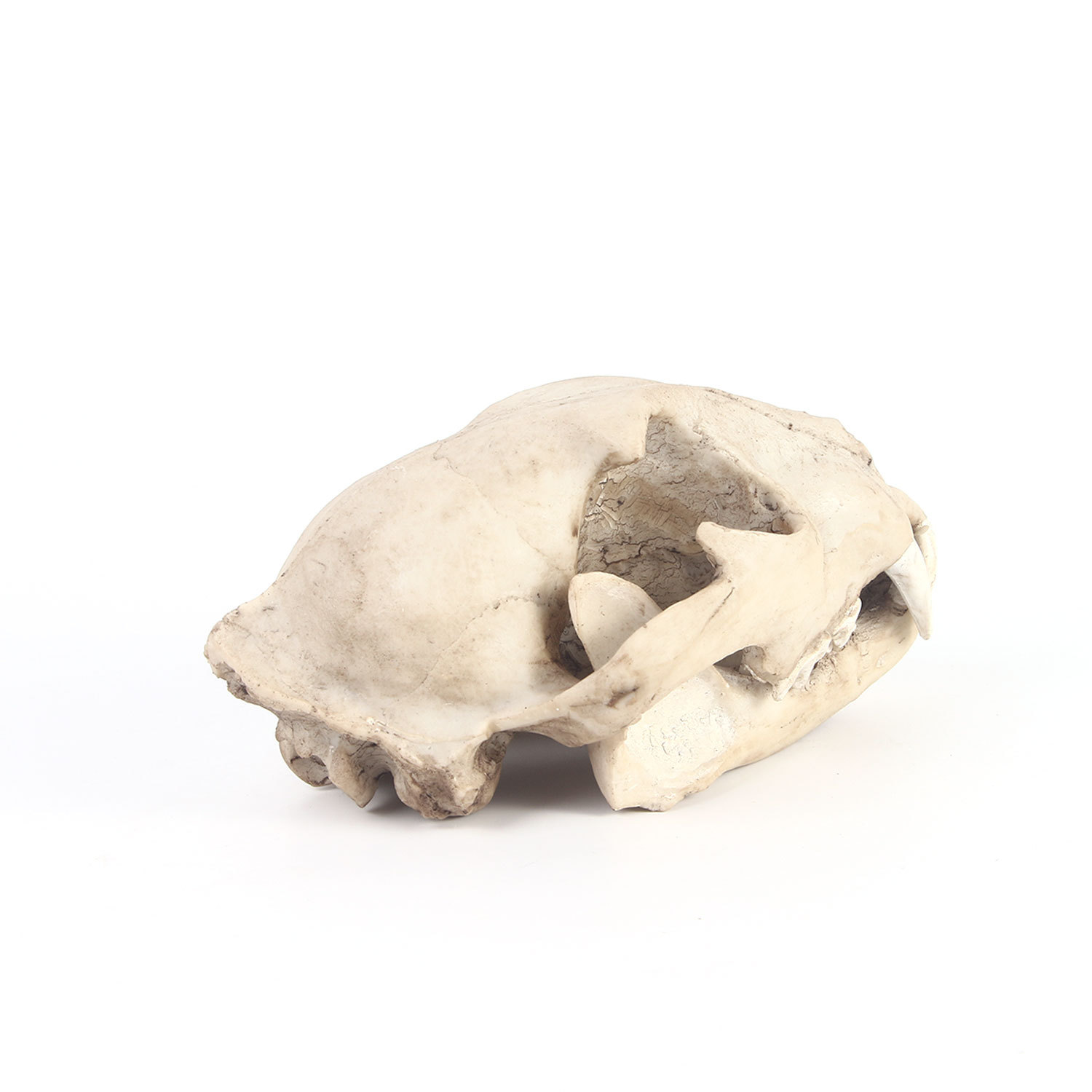 金钱豹头骨树脂家居摆件树脂骷髅头模型动物头骨教学研究跨境供货