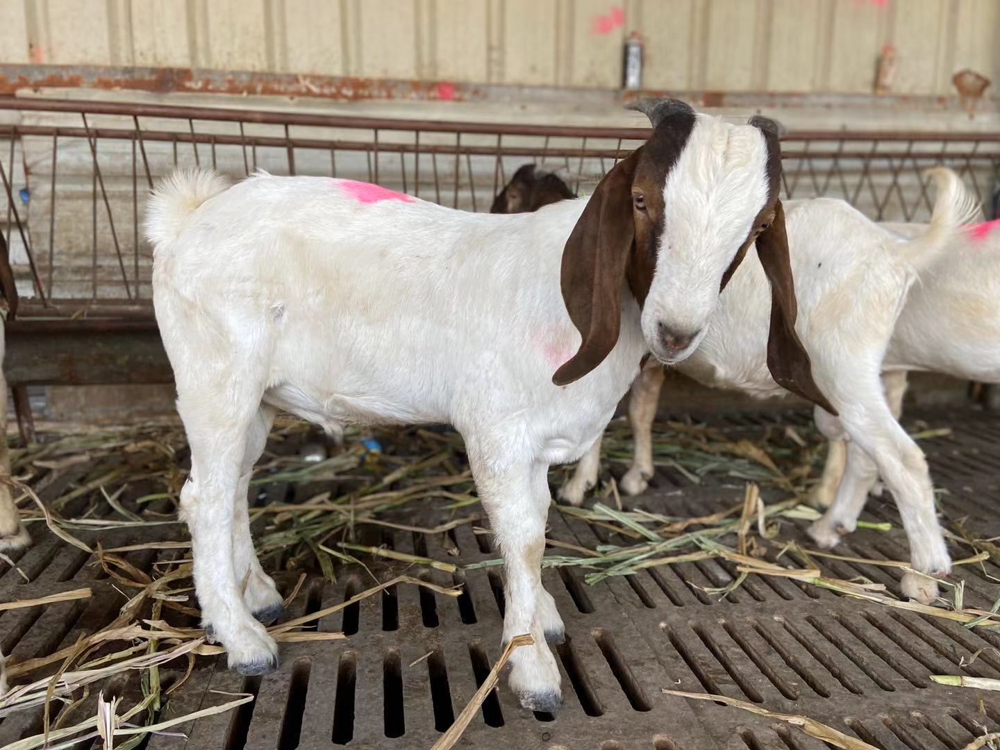 山东羊养殖-山东羊养殖厂家,品牌,图片,热帖-阿里巴巴