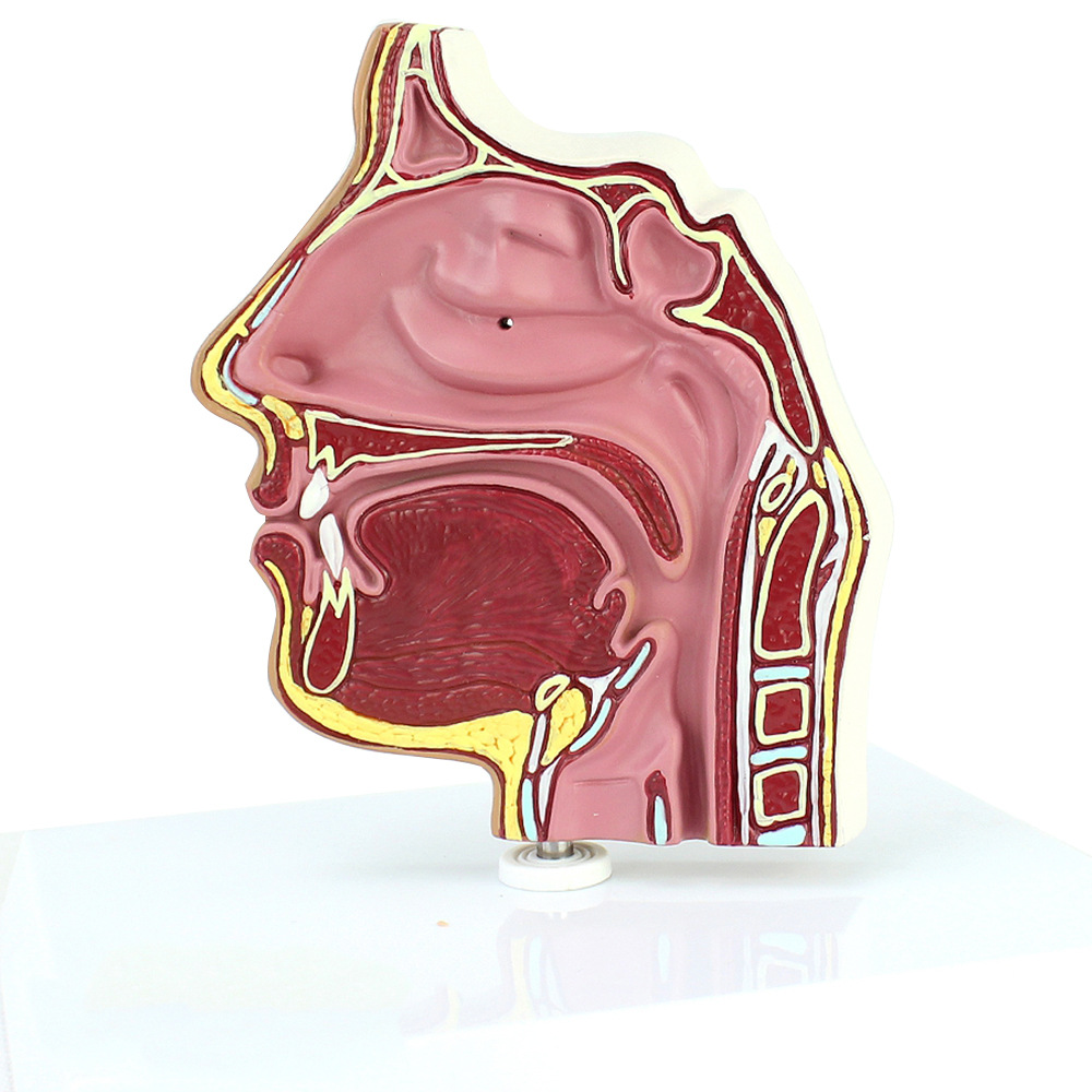 人体医学鼻腔解剖模型 鼻腔内窥镜穿刺 鼻腔解剖模型 耳鼻喉科