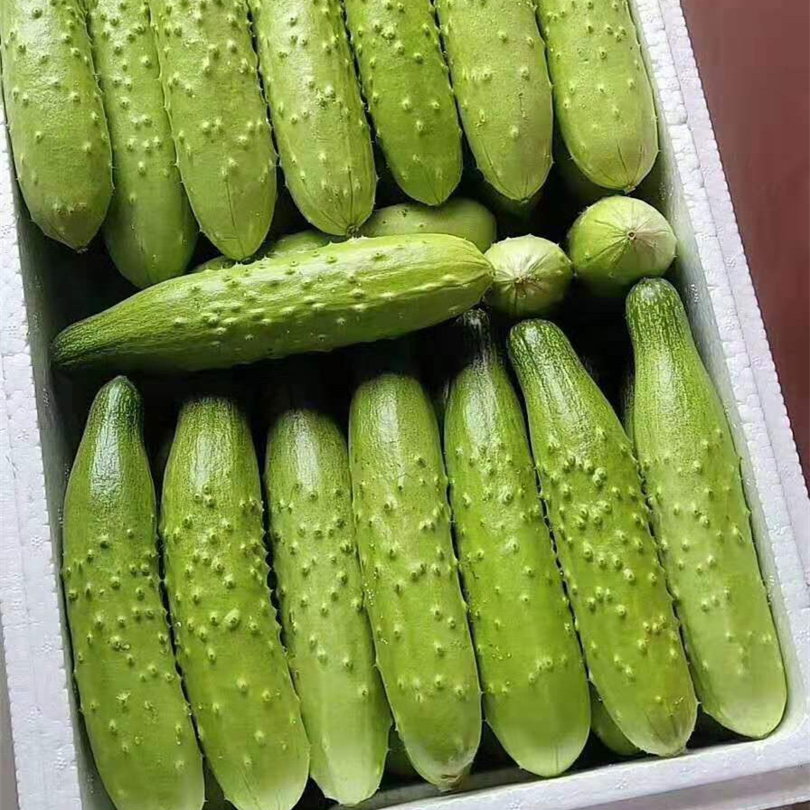 [3斤]新鲜水果蔬菜烟台特产海阳白玉黄瓜现摘现