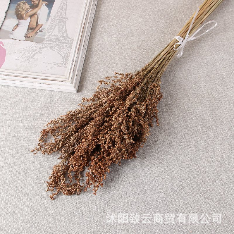 红高粱干花手工制作家居装饰插画花束永生花摄影拍摄道具高粱干花