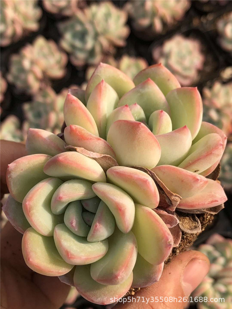 094山东大棚批发多肉植物盆栽 果冻双头轰动品相状态美裸根限量发