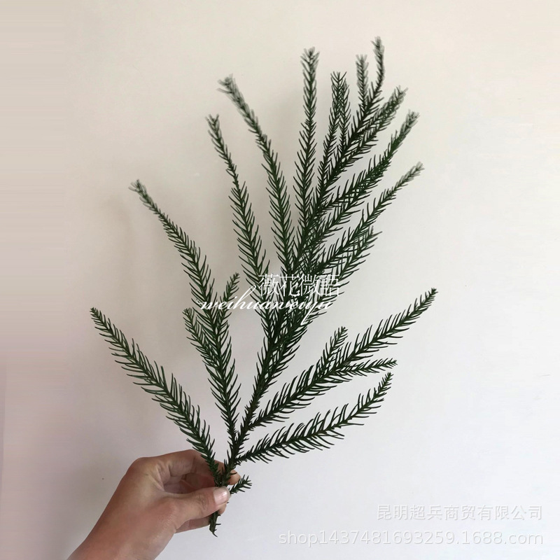 永生叶材保鲜叶材天竺少女松圣诞松树