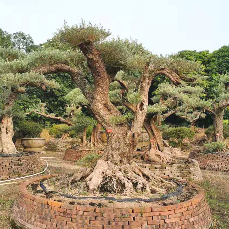 造型油橄榄价格 西班牙橄榄树 欧洲油橄榄树 高档树景观树 庭院树