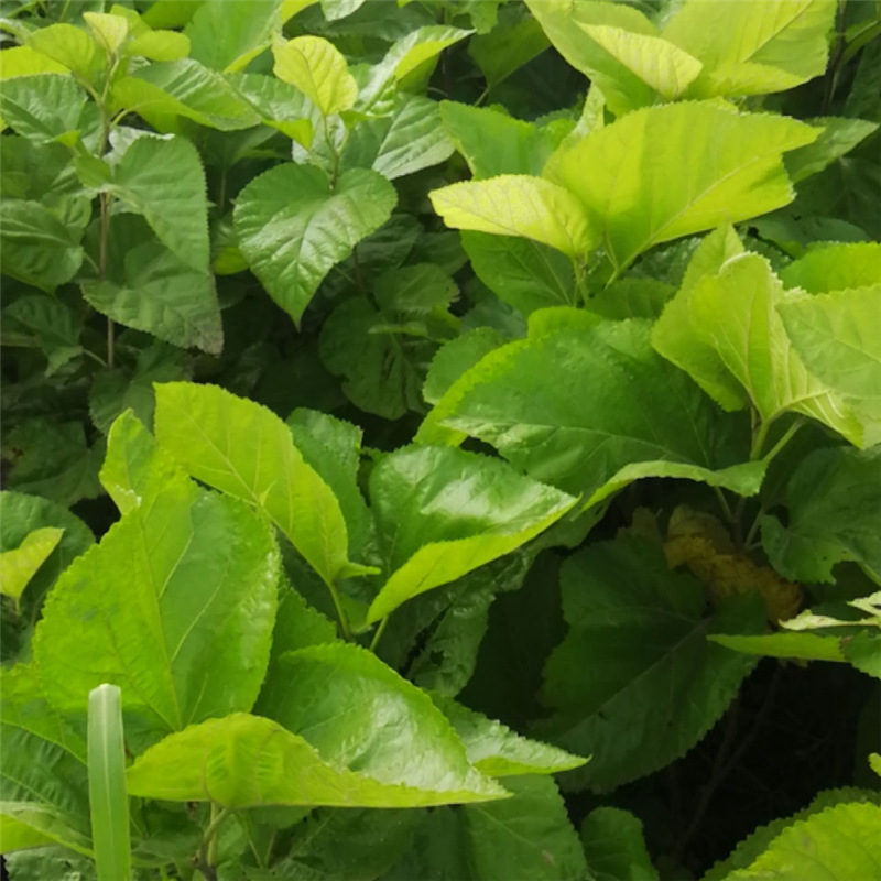 乔木-强桑3号 大叶桑树苗 四季种植桑树苗养蚕桑