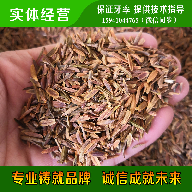 苗圃自产【金娃娃萱草】金娃娃萱草芽 宿根花卉 大花 萱草种子