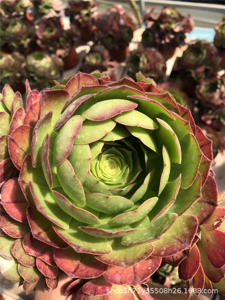 635多肉植物基地批发沙拉碗法师盆15cm多肉法师品种裸根发