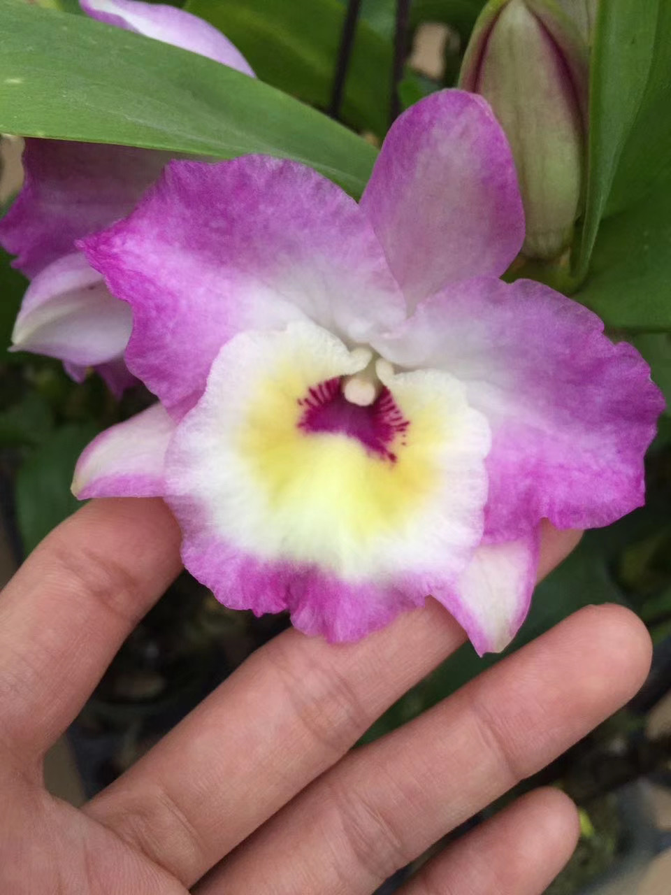 黑毛石斛 翅鄂翅萼石斛丛苗 观赏石斛盆栽兰花 春石斛