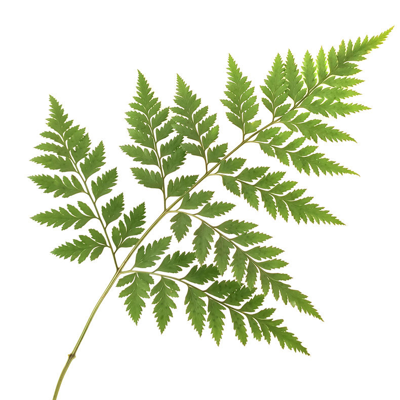 高山羊齿 (7).jpg