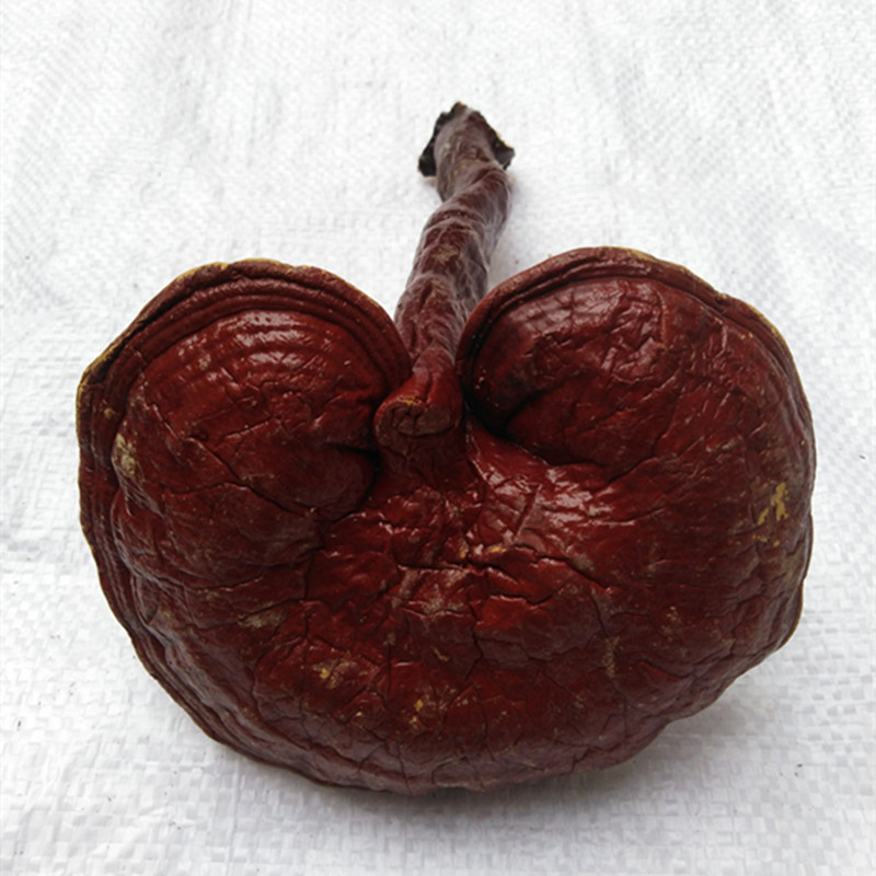 批发山东灵芝 赤灵芝 500克 散装