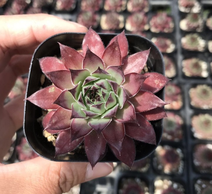 长生草 鸡血野马 红钻 6.5cm盆 实拍