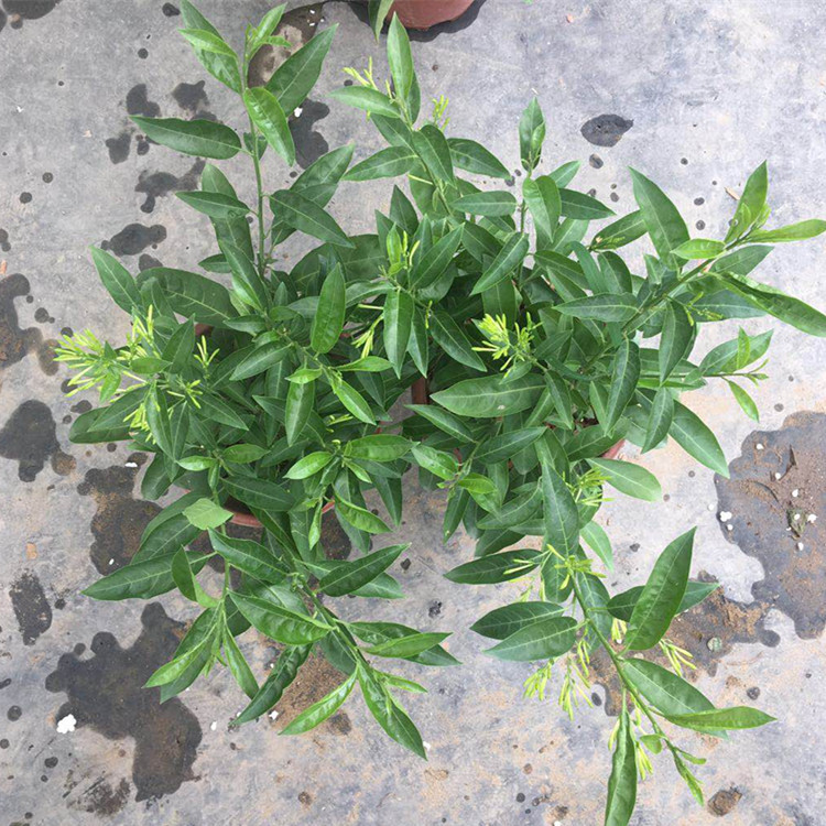 夜来香盆栽植物夏季客厅室内驱蚊香草四季开花净化空气基地直供